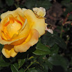 06-2009-bodensee-088.jpg