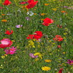 06-2009-bodensee-212.jpg