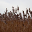 _MG_7110.JPG