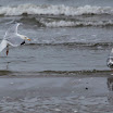 _MG_7137.JPG