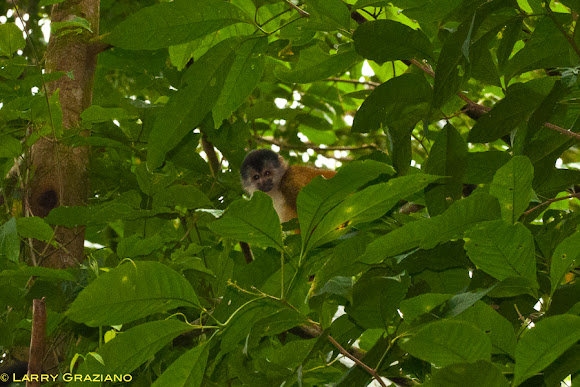 Spotting Image 1