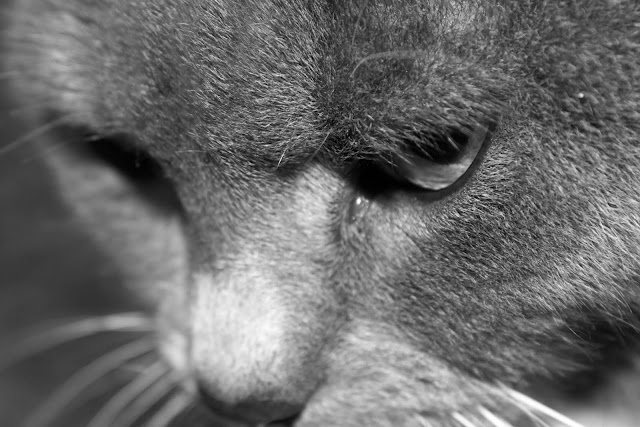 IMAGE: http://lh4.ggpht.com/_DZkpCgoYoRs/SxmQyDl2d-I/AAAAAAAABXU/XFAPjyJ5zJg/s640/IMG_1331.jpg