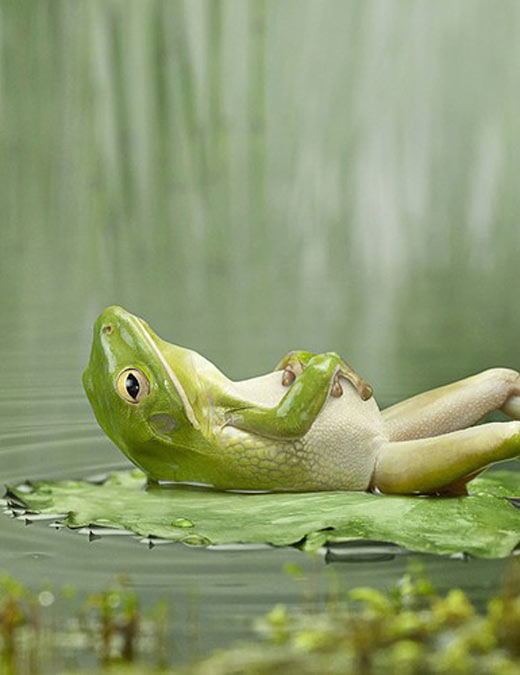 O descanso do batráquio O descanso do batráquio
