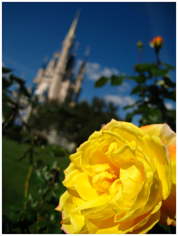 FlowerCastleFRAME.jpg
