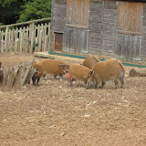 IMG_3156.JPG