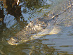 crocodile.jpg