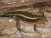 gros lezard.JPG