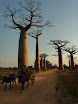 grands baobabs.JPG