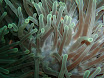 anemone.jpg