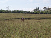 P4230023.JPG