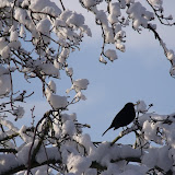 2010_0108snow0021.JPG