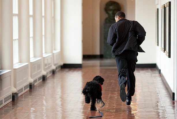 [bo-dog-with-obama-041309-xlg[4].jpg]