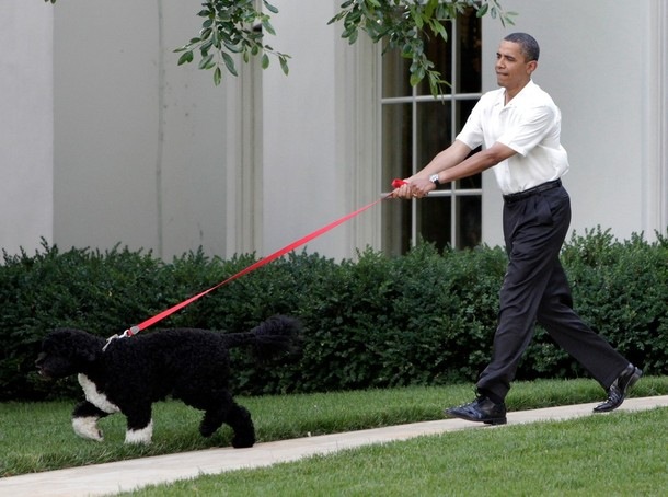 [dog walks man[4].jpg]