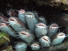 Catfish at Secret Bay
