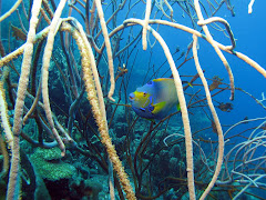 Queen Angelfish
