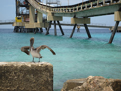 Pelikaan bij de Salt Pier