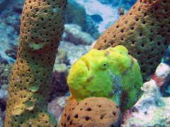 Frogfish bij Ol' Blue