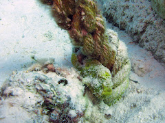 Frogfish