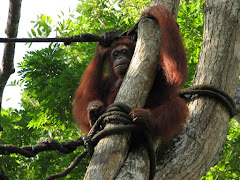 Orang Utang in Singapore Zoo