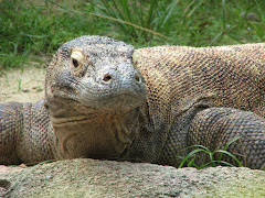 Komodo varane at Singapore Zoo