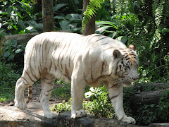 White tiger at Singapore Zoo