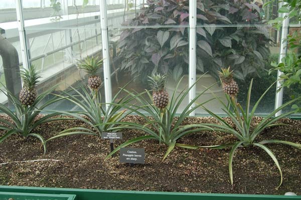 [pineapple plant[3].jpg]