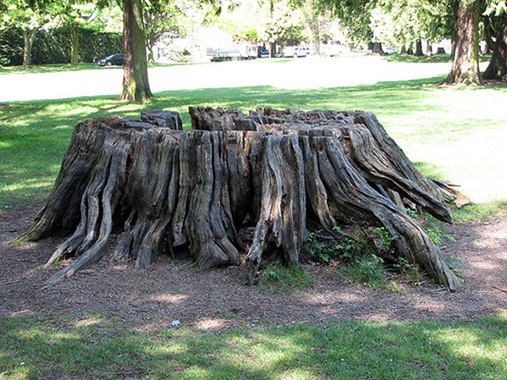 large tree stump 03