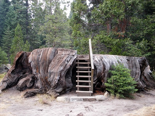 large tree stump 04