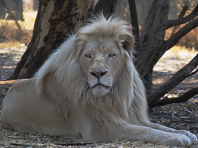 [The 7 Big Cat Species_www.wonders-world.com_1166080769[2].jpg]