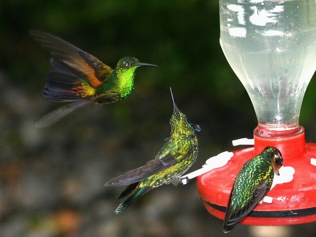 [Hummingbirds at least the birds in the World_www.wonders-world.com_16[2].jpg]