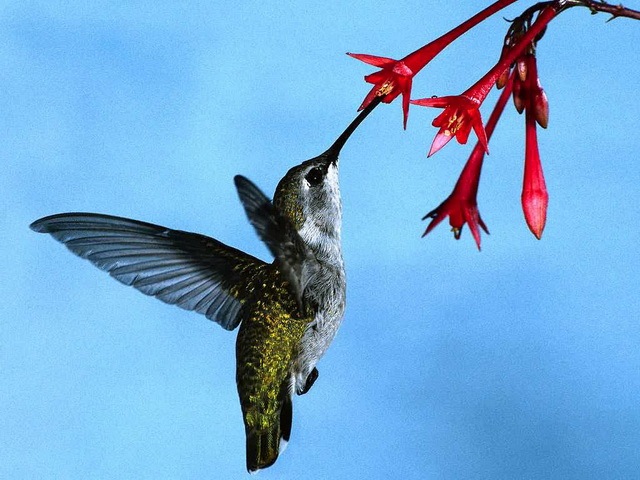 [Hummingbirds at least the birds in the World_www.wonders-world.com_21[2].jpg]