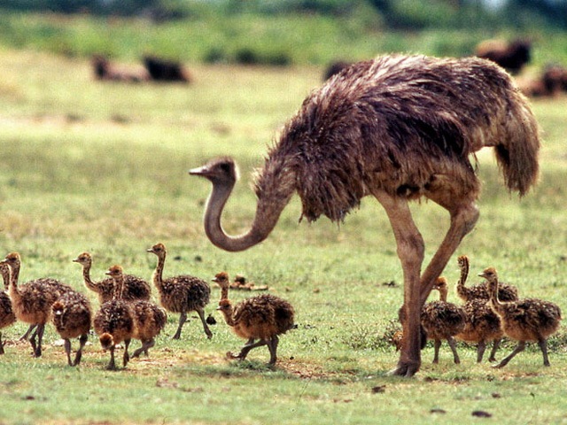 [Ostrich biggest, strongest, fastest bird in the World_www.wonders-world.com_5[2].jpg]
