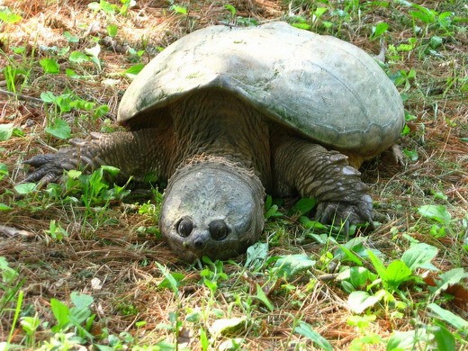 [weird species of Turtles 10[11].jpg]