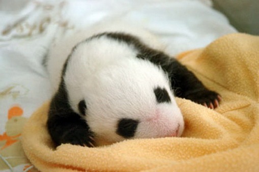 Process of Baby Panda Growing 13