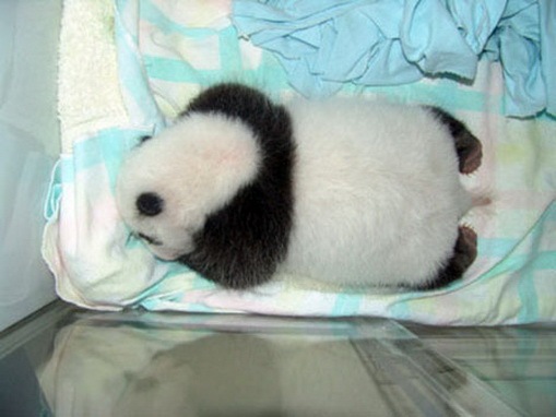 [Process of Baby Panda Growing 14[2].jpg]