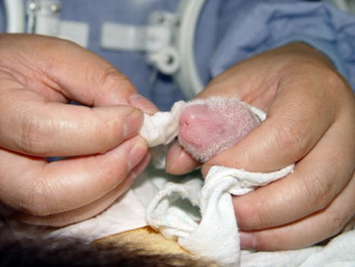 [Process of Baby Panda Growing 02[2].jpg]