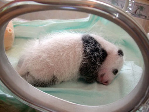 [Process of Baby Panda Growing 07[2].jpg]