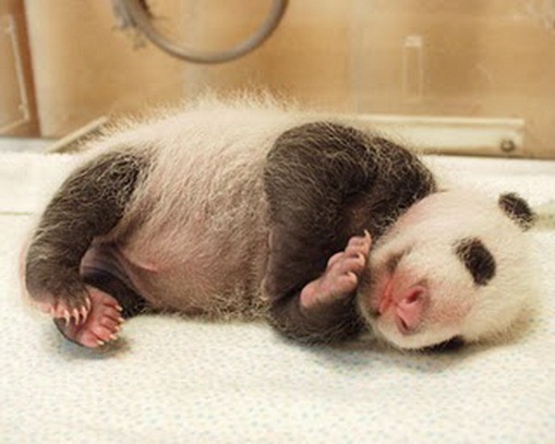 [Process of Baby Panda Growing 10[2].jpg]