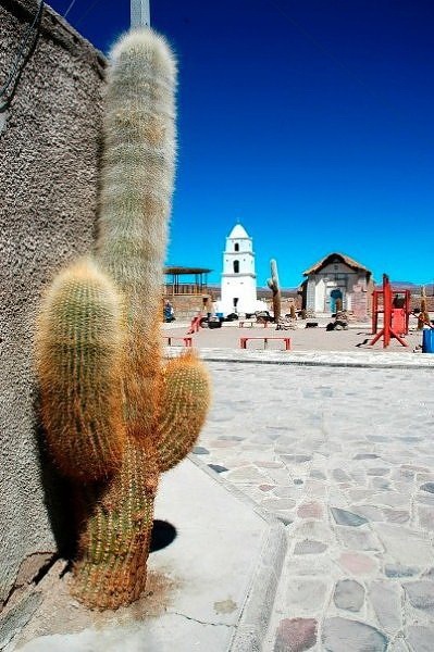 Most Suggestive Cacti On Earth 277