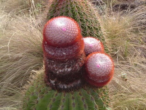 Most Suggestive Cacti On Earth 288