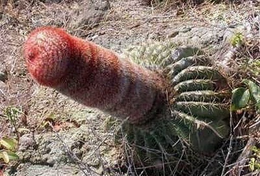 [Most Suggestive Cacti On Earth 284[2].jpg]