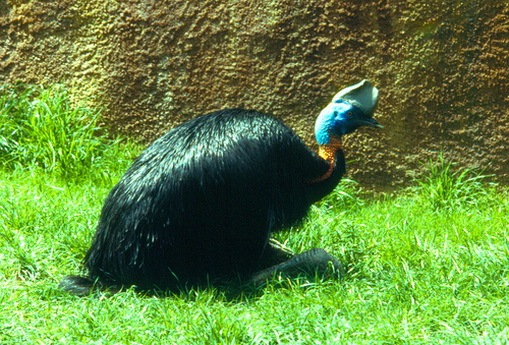 [Cassowaries[2].jpg]