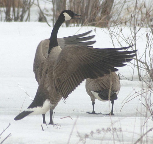[Canada Geese[2].jpg]