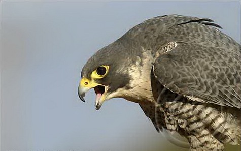 [Hawks and Falcons[4].jpg]