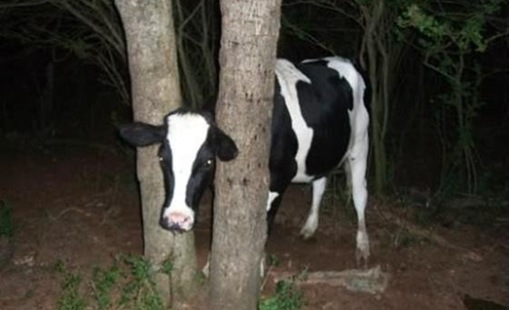 Stupid Animals Stupid Animals