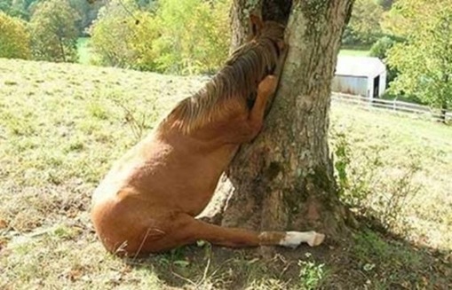 Stupid Animals Stupid Animals