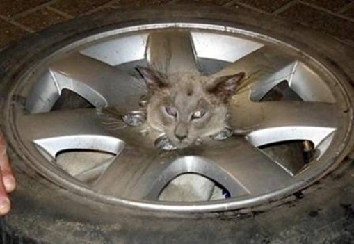 Stupid Animals Stupid Animals