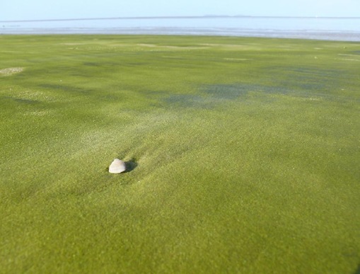 Green sand Green sand