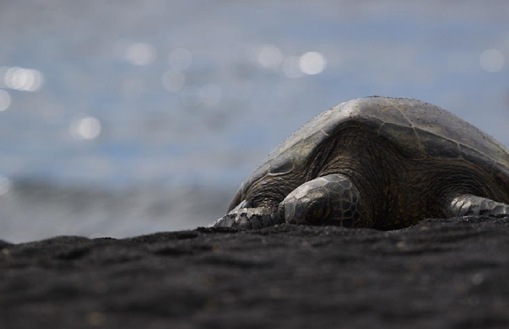 Black sand Black sand