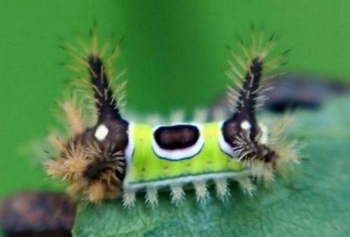 [Insects-that-look-like-aliens-004[2].jpg]